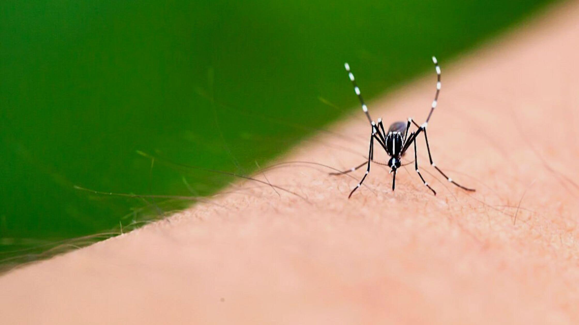 Chigger Bites Differ From Mosquito Bites