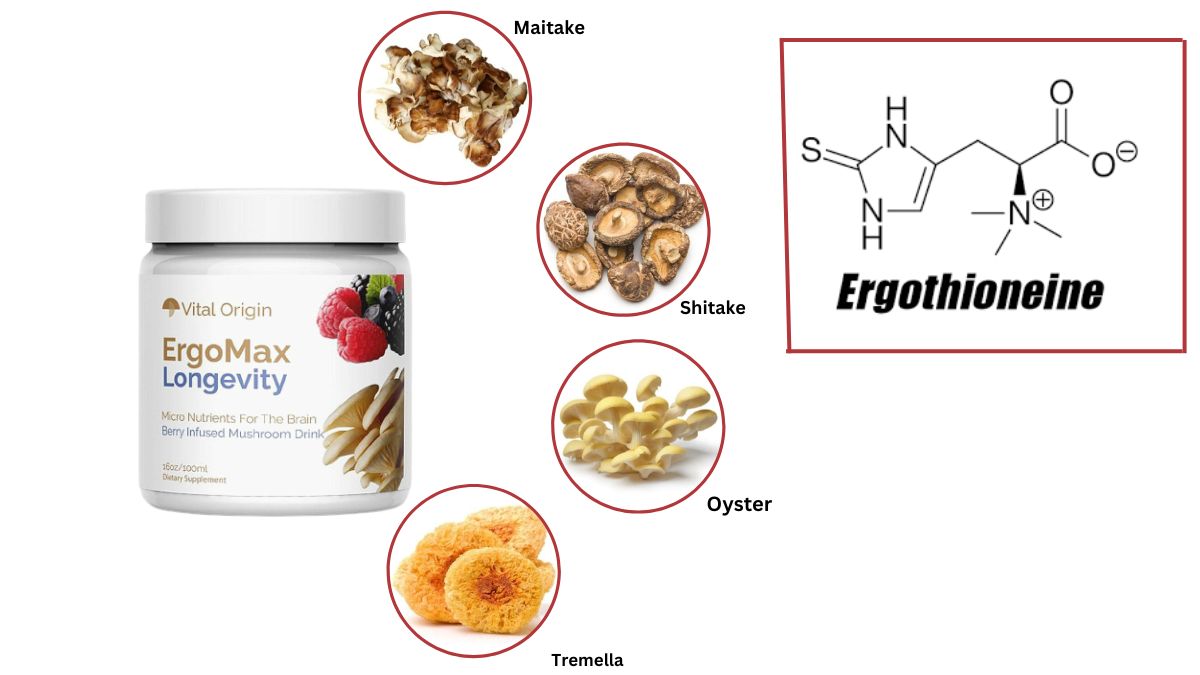 ErgoMax Longevity Ingredients List