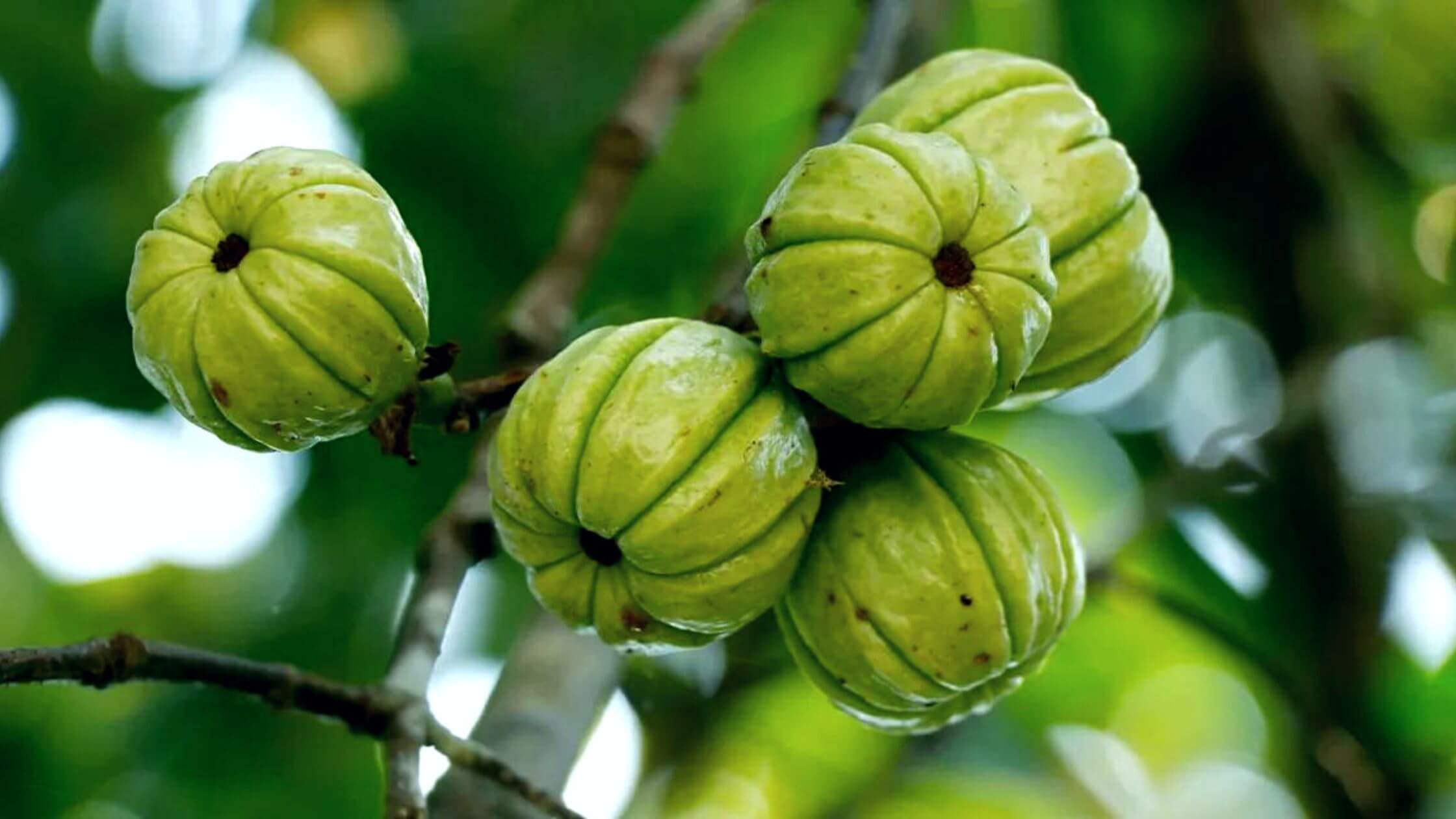 Garcinia Cambogia