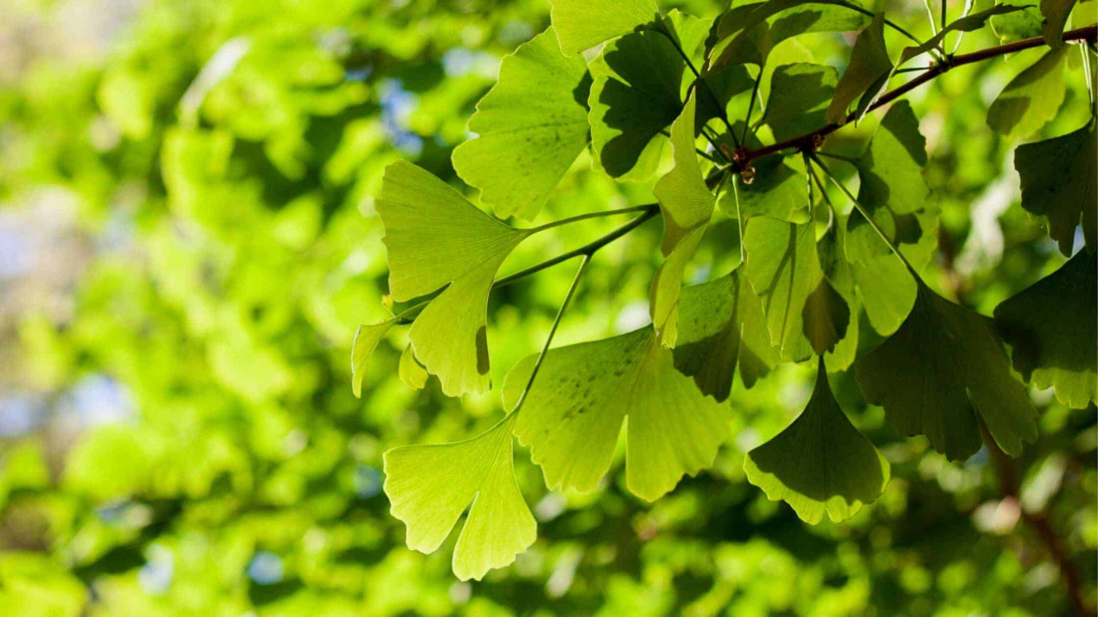 Ginkgo Biloba