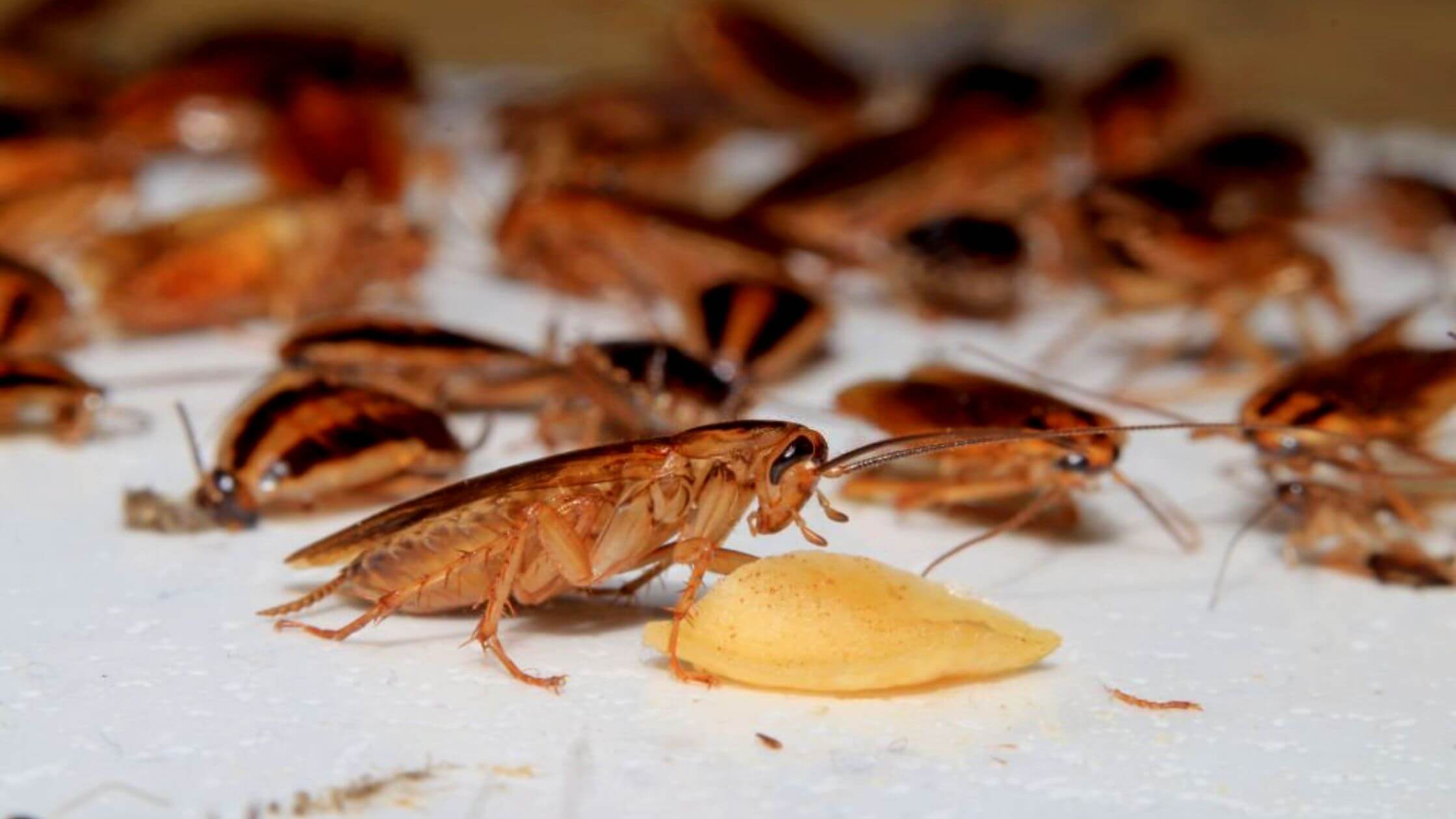 Massive Cockroach Invasion Trick-Or-Treating Called Off In Michigan