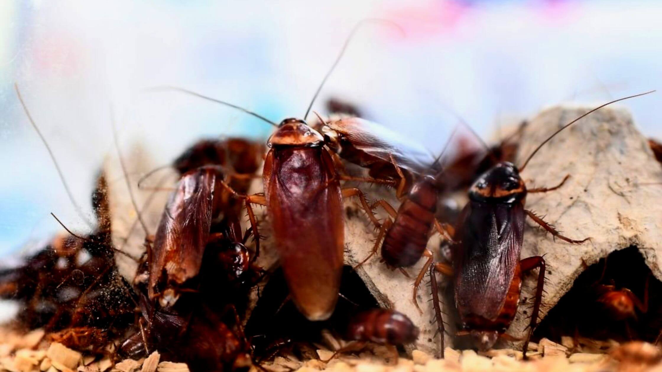 Massive Cockroach Invasion Trick-Or-Treating Called Off In Michigan