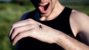 How Do You Know If A Spider Bite Is Serious? Dangerous Spiders Listed!