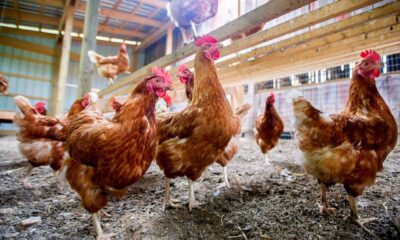 The 13th Case Of Avian Flu In Nebraska Has Been Confirmed