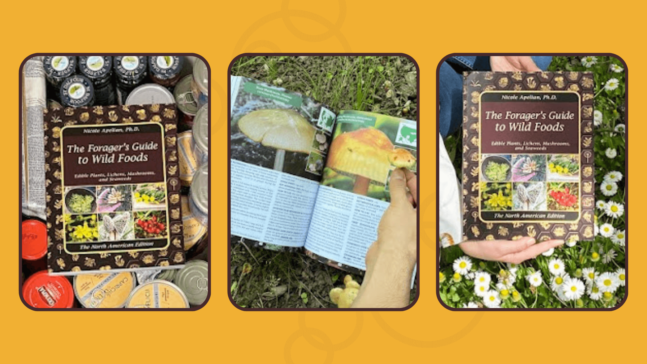 The Forager's Guide to Wild Foods Customer Reviews