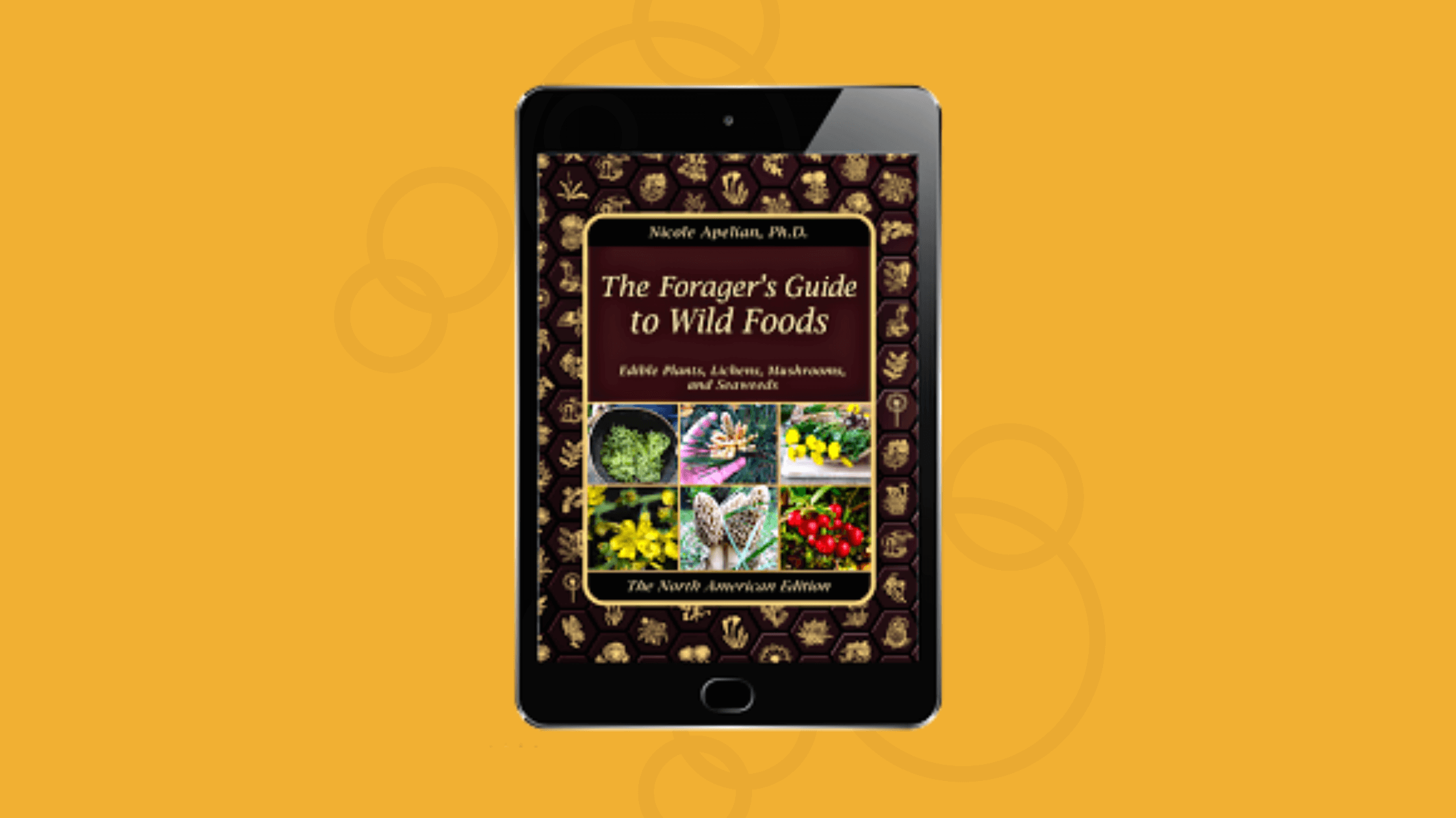 The Forager's Guide to Wild Foods Review