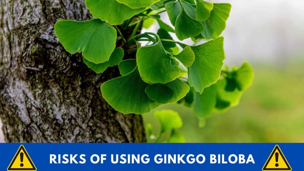  The Risks Of Using Ginkgo Biloba In The Body