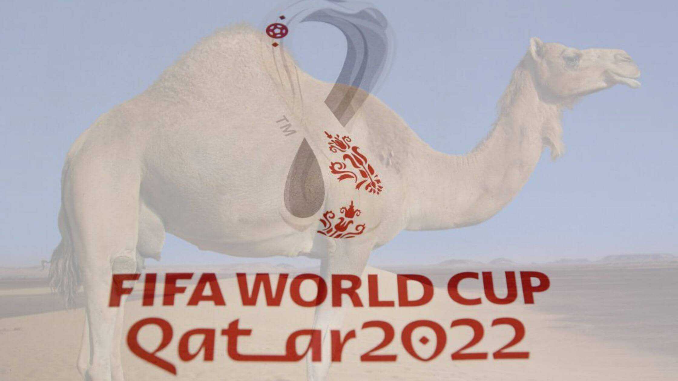 'Camel Flu' Outbreak From World Cup In Qatar Health Officials Warns