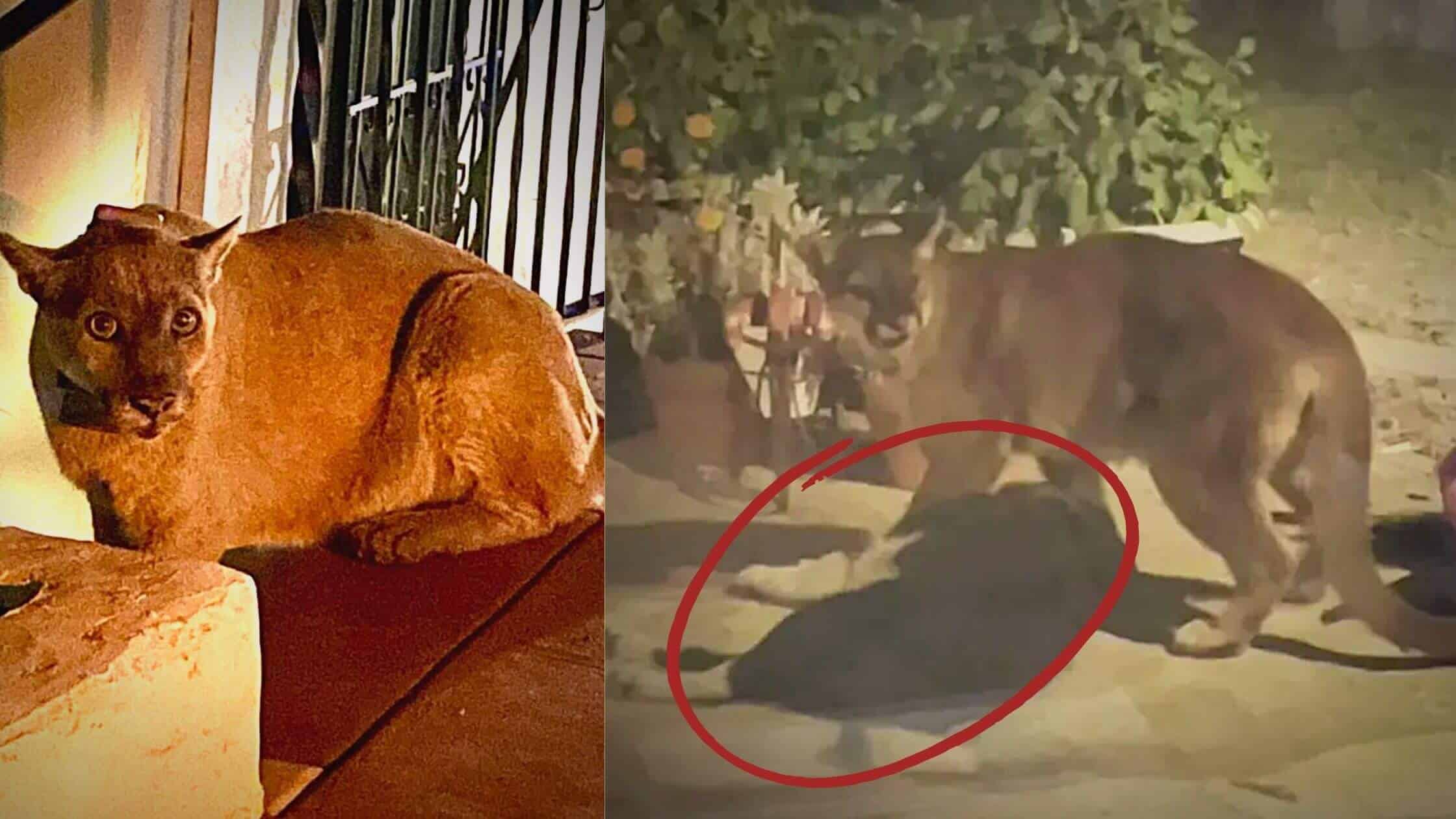 After Killing A Dog, A Popular Hollywood Mountain Lion Was Apprehended