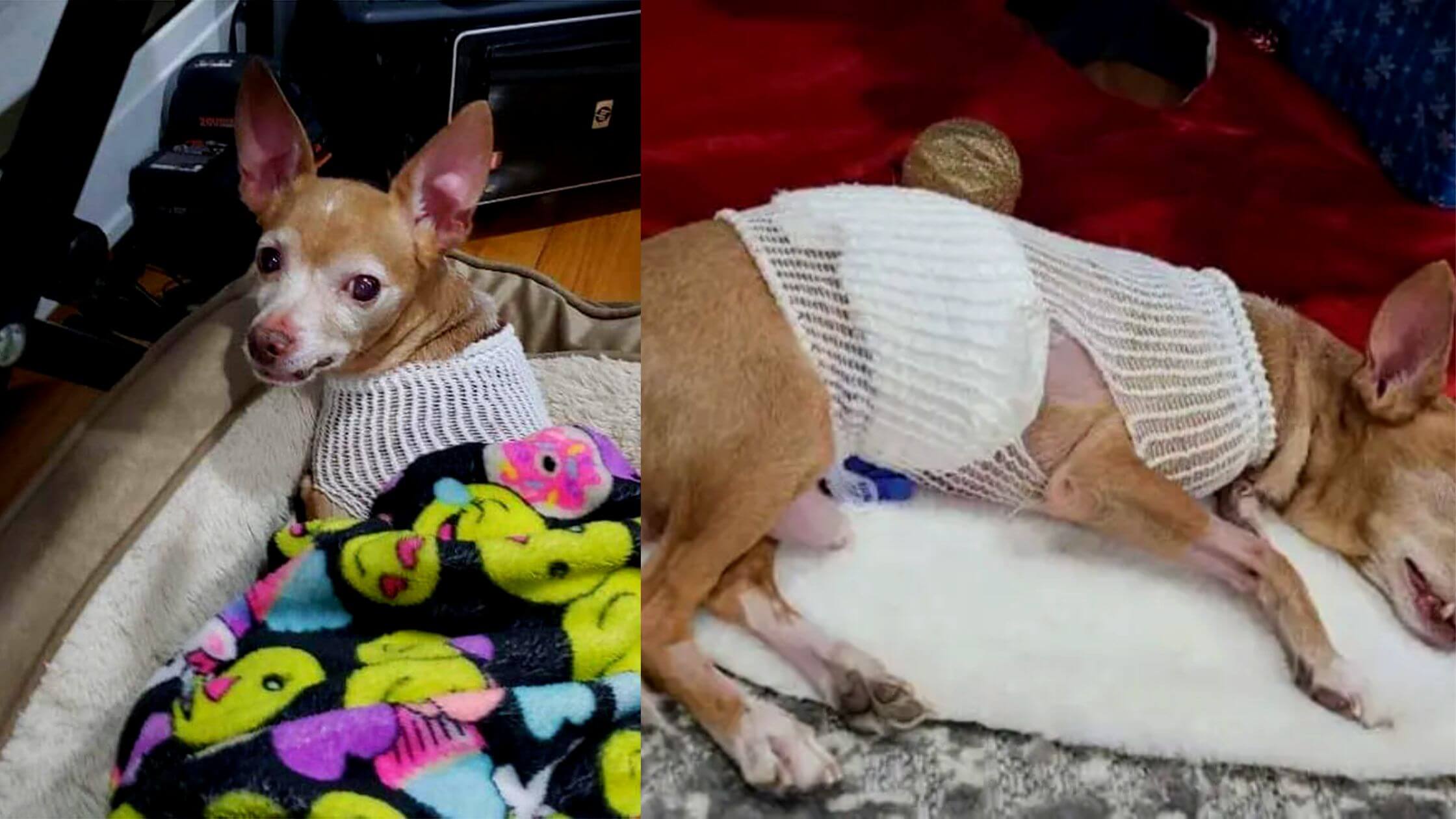 Chicago Woman Detained For Stabbing A Teenage Girl’s Chihuahua