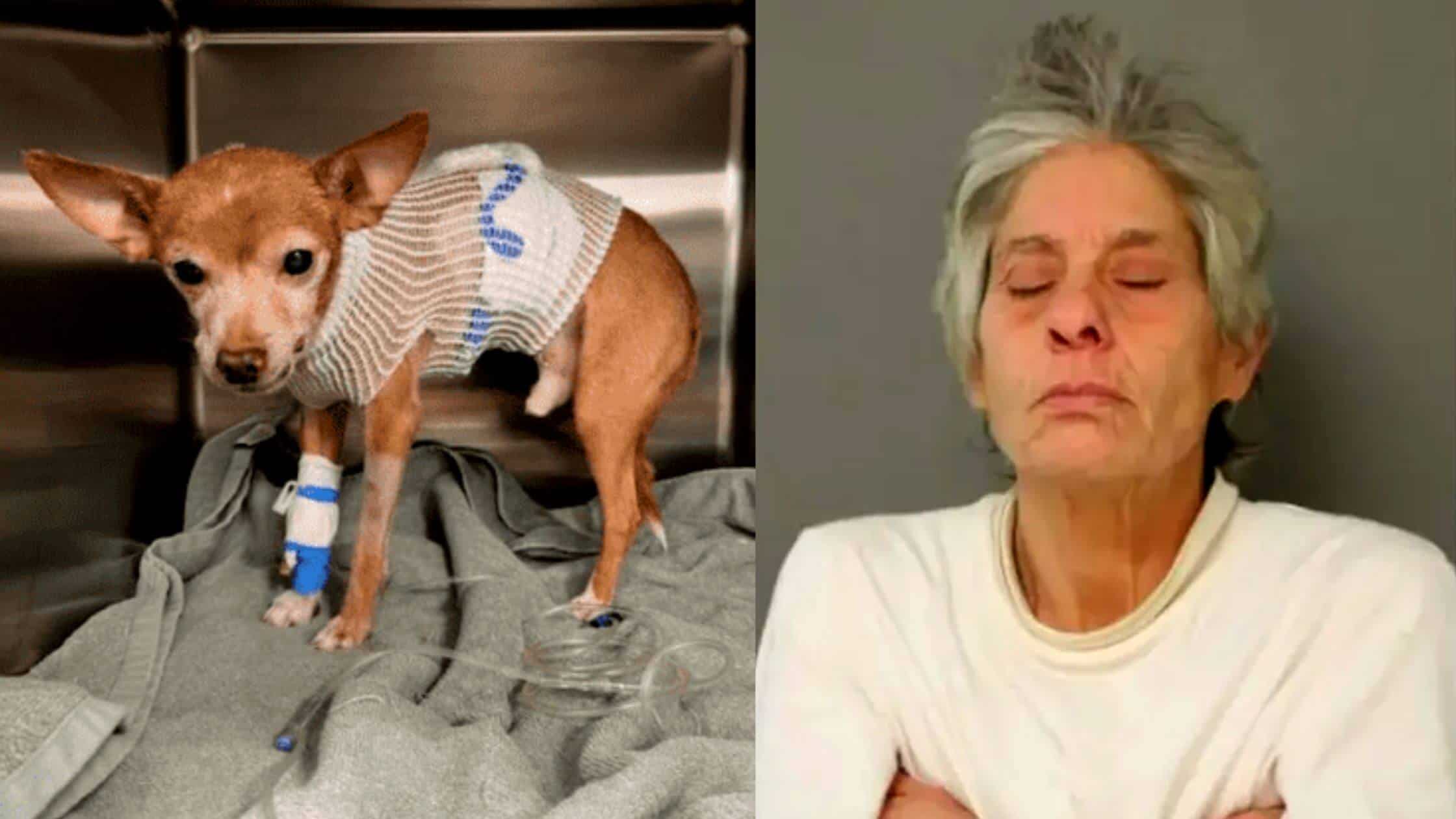 Chicago Woman Detained For Stabbing A Teenage Girl’s Chihuahua