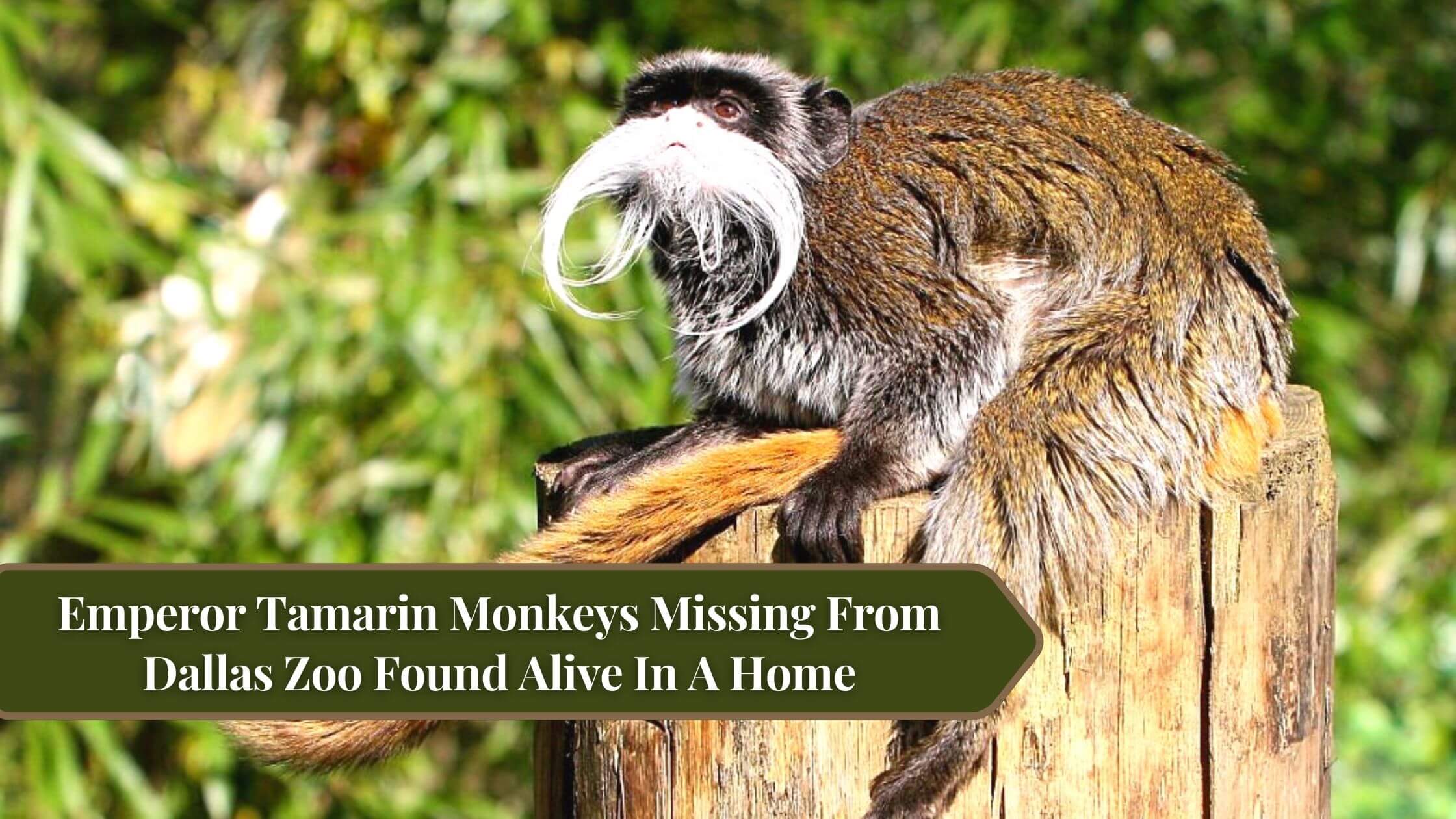 Emperor Tamarin Monkeys Missing From Dallas Zoo Found Alive In A Home