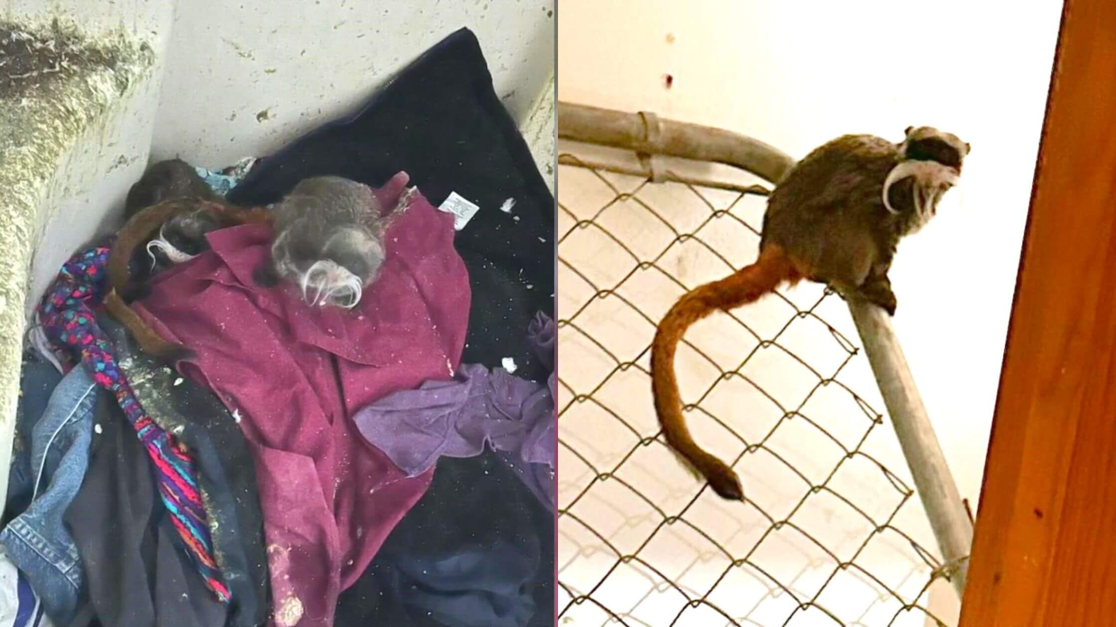 Tamarin Monkeys Missing From Dallas Zoo