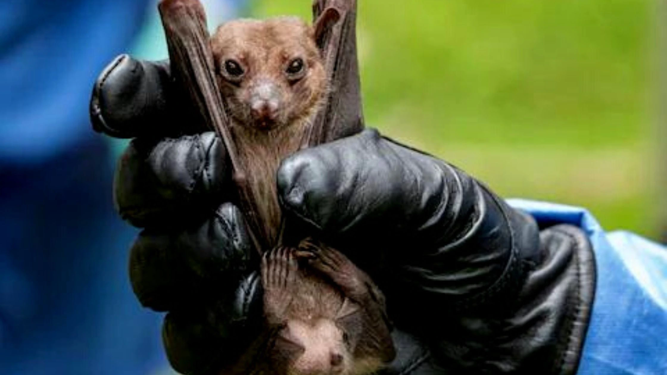 Marburg virus is originated from bats