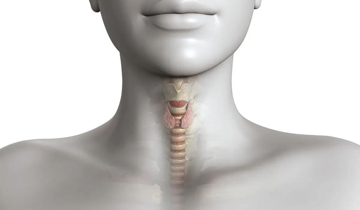 What Is The Thyroid 