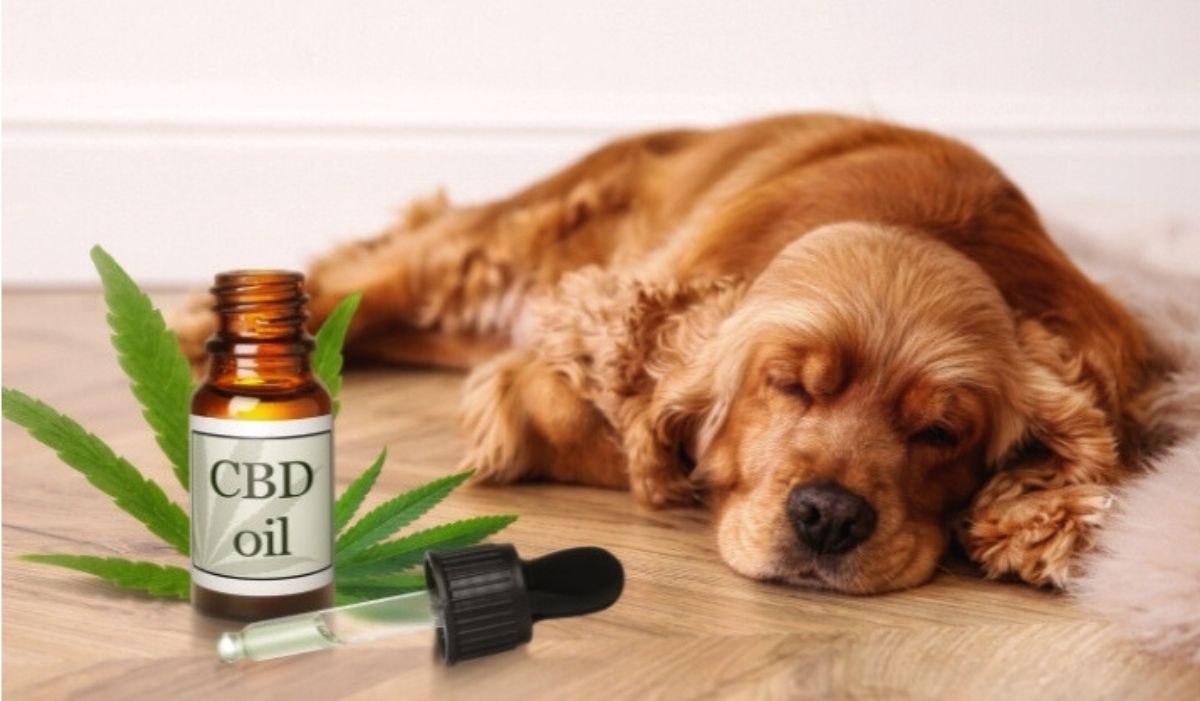 Enhancing Your Furry Friend’s Well-being: Discover the Best CBD Products Tailored for Dogs